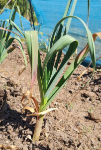 CAP, INTA y Municipio de Puerto Santa Cruz se unen para capacitar en Técnicas de Siembra de Ajo