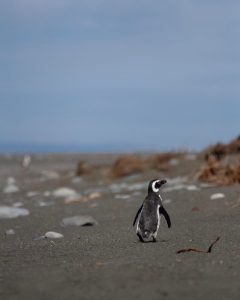 Santa Cruz rastrea a los pingüinos de Magallanes para conocer sus rutas en el mar