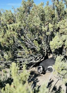 Santa Cruz rastrea a los pingüinos de Magallanes para conocer sus rutas en el mar