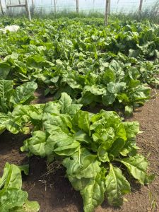 Hugo Garay visitó la chacra de Lucio Gómez para fortalecer el acompañamiento a la producción local