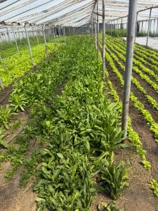 Hugo Garay visitó la chacra de Lucio Gómez para fortalecer el acompañamiento a la producción local