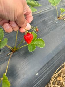 Hugo Garay visitó la chacra de Lucio Gómez para fortalecer el acompañamiento a la producción local