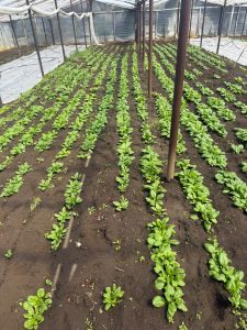 Hugo Garay visitó la chacra de Lucio Gómez para fortalecer el acompañamiento a la producción local