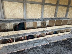 Hugo Garay visitó la chacra de Lucio Gómez para fortalecer el acompañamiento a la producción local