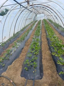 Hugo Garay visitó la chacra de Lucio Gómez para fortalecer el acompañamiento a la producción local