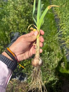 Hugo Garay visitó la chacra de Lucio Gómez para fortalecer el acompañamiento a la producción local