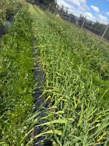 Hugo Garay visitó la chacra de Lucio Gómez para fortalecer el acompañamiento a la producción local