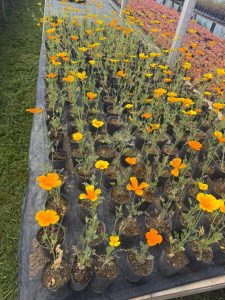 Hugo Garay visitó la chacra de Lucio Gómez para fortalecer el acompañamiento a la producción local