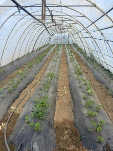 Hugo Garay visitó la chacra de Lucio Gómez para fortalecer el acompañamiento a la producción local