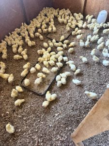 Hugo Garay visitó la chacra de Lucio Gómez para fortalecer el acompañamiento a la producción local