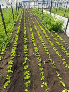 Hugo Garay visitó la chacra de Lucio Gómez para fortalecer el acompañamiento a la producción local