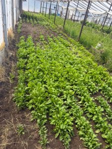 Hugo Garay visitó la chacra de Lucio Gómez para fortalecer el acompañamiento a la producción local