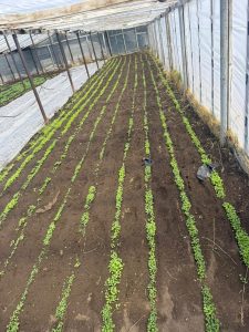 Hugo Garay visitó la chacra de Lucio Gómez para fortalecer el acompañamiento a la producción local