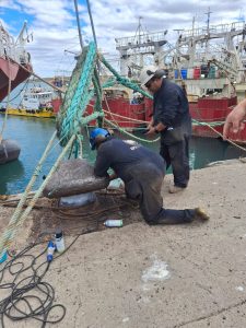 Concluyeron los trabajos de mantenimiento en el puerto de Puerto Deseado
