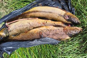 Pesca Continental: se llevó adelante operativo de fiscalización en Puente Blanco