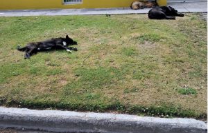 Ambiente y el municipio de Perito Moreno refuerzan trabajo conjunto contra la leptospirosis canina