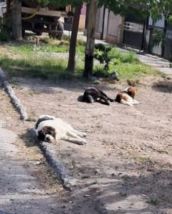 Ambiente y el municipio de Perito Moreno refuerzan trabajo conjunto contra la leptospirosis canina