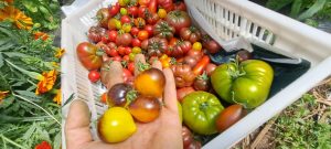 El Consejo Agrario Provincial en Los Antiguos: recorrió el proyecto hortícola de Sebastián Martins