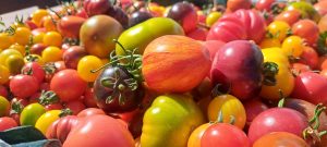 El Consejo Agrario Provincial en Los Antiguos: recorrió el proyecto hortícola de Sebastián Martins