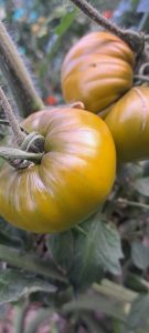 El Consejo Agrario Provincial en Los Antiguos: recorrió el proyecto hortícola de Sebastián Martins