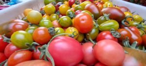 El Consejo Agrario Provincial en Los Antiguos: recorrió el proyecto hortícola de Sebastián Martins