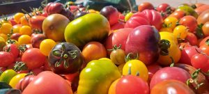 El Consejo Agrario Provincial en Los Antiguos: recorrió el proyecto hortícola de Sebastián Martins