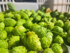 El Consejo Agrario Provincial en Los Antiguos: recorrió el proyecto hortícola de Sebastián Martins