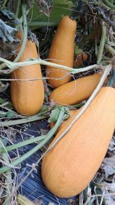 El Consejo Agrario Provincial en Los Antiguos: recorrió el proyecto hortícola de Sebastián Martins