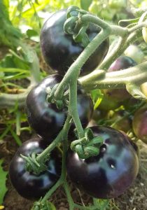 El Consejo Agrario Provincial en Los Antiguos: recorrió el proyecto hortícola de Sebastián Martins