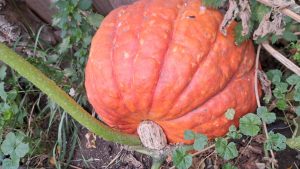 El Consejo Agrario Provincial en Los Antiguos: recorrió el proyecto hortícola de Sebastián Martins