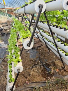 El Consejo Agrario Provincial en Los Antiguos: recorrió el proyecto hortícola de Sebastián Martins