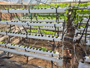 El Consejo Agrario Provincial en Los Antiguos: recorrió el proyecto hortícola de Sebastián Martins