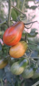 El Consejo Agrario Provincial en Los Antiguos: recorrió el proyecto hortícola de Sebastián Martins