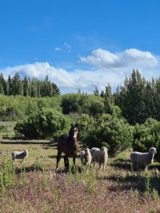 El Consejo Agrario Provincial en Los Antiguos: recorrió el proyecto hortícola de Sebastián Martins