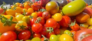 El Consejo Agrario Provincial en Los Antiguos: recorrió el proyecto hortícola de Sebastián Martins