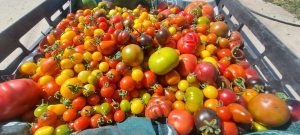 El Consejo Agrario Provincial en Los Antiguos: recorrió el proyecto hortícola de Sebastián Martins