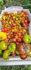 El Consejo Agrario Provincial en Los Antiguos: recorrió el proyecto hortícola de Sebastián Martins