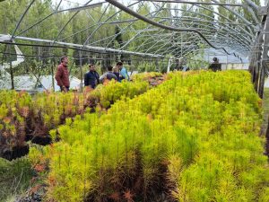 El  CAP acompaña la producción forrajera en Los Antiguos