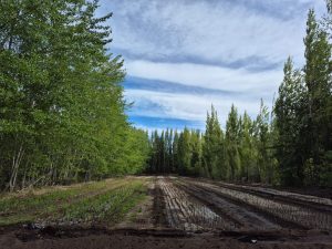 El  CAP acompaña la producción forrajera en Los Antiguos