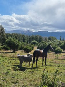 El  CAP acompaña la producción forrajera en Los Antiguos