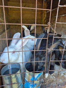 El  CAP acompaña la producción forrajera en Los Antiguos