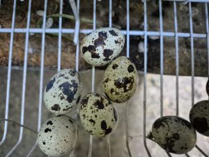 El  CAP acompaña la producción forrajera en Los Antiguos