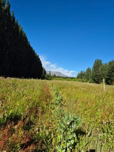 El  CAP acompaña la producción forrajera en Los Antiguos