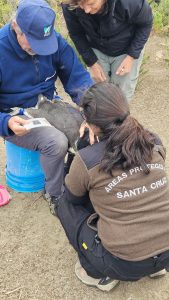 Realizan trabajo científico en Cabo Vírgenes: ¿Qué hacen los pingüinos cuando dejan la costa?