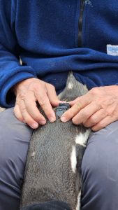 Realizan trabajo científico en Cabo Vírgenes: ¿Qué hacen los pingüinos cuando dejan la costa?