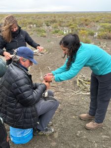 Realizan trabajo científico en Cabo Vírgenes: ¿Qué hacen los pingüinos cuando dejan la costa?