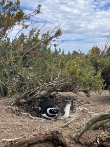 Realizan trabajo científico en Cabo Vírgenes: ¿Qué hacen los pingüinos cuando dejan la costa?