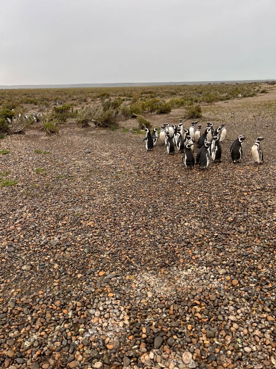 Realizan trabajo científico en Cabo Vírgenes: ¿Qué hacen los pingüinos cuando dejan la costa?