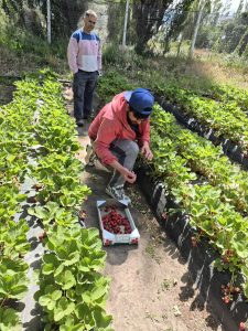 Agenda territorial: El Consejo Agrario Provincial visitó proyecto de producción de frutilla en Perito Moreno