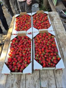 Agenda territorial: El Consejo Agrario Provincial visitó proyecto de producción de frutilla en Perito Moreno